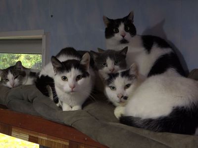 Неравнодушие спасает жизни: приют «Gyvūnų šansas» (видео) - В Висагинасе