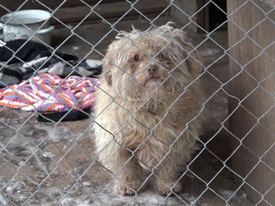 Висагинский приют для бездомных животных обращается за помощью к жителям города (видео) - В Висагинасе