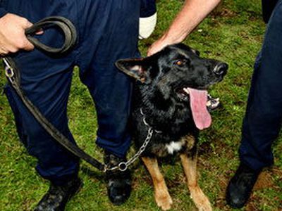 Житель Израиля укусил полицейского пса - Хобби, отдых и развлечения
