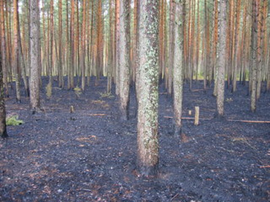 Будьте осторожны с огнем в лесу!

 - В Висагинасе