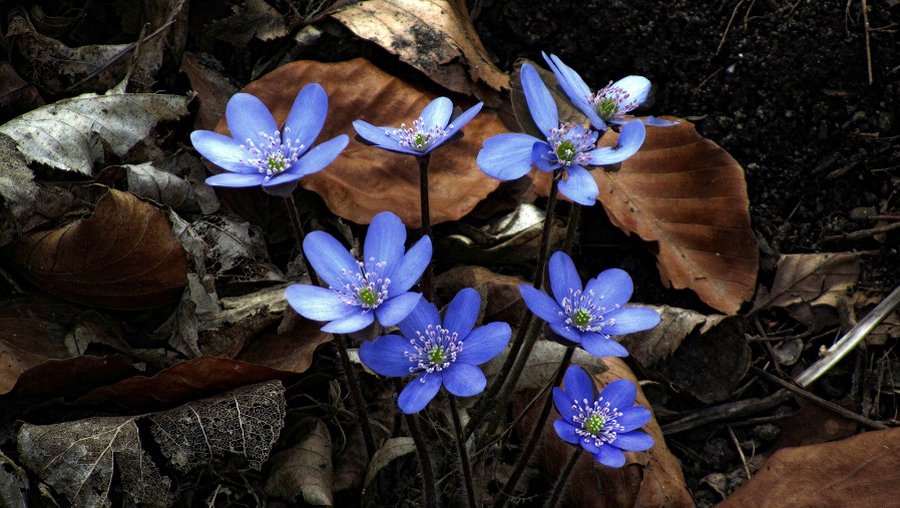 Погоду обусловит антициклон: что ждет на этой неделе - Литва и страны Балтии