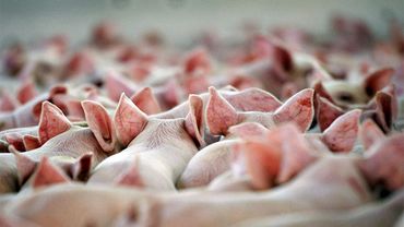 Свиная чума угрожает Литве?