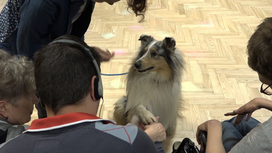 Канистерапия в Висагинасе - это реально (видео) - В Висагинасе