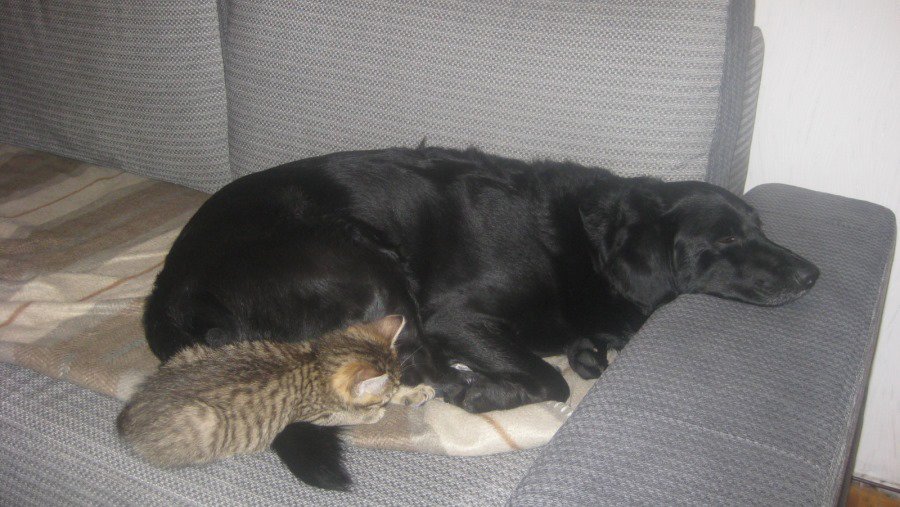 Участник №24 конкурса «Мой домашний любимец» - Конкурсы для читателей