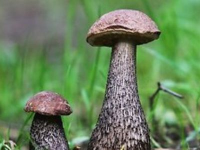 Грибной сезон продлится еще 1,5 месяца  - Хобби, отдых и развлечения