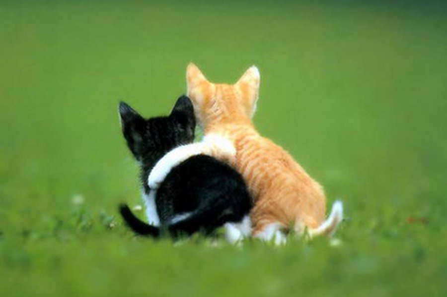 9 июня — Международный день друзей                 - Хобби, отдых и развлечения