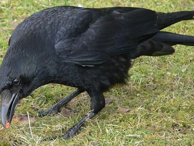 Вернувшихся птиц встретили выстрелами - Литва и страны Балтии