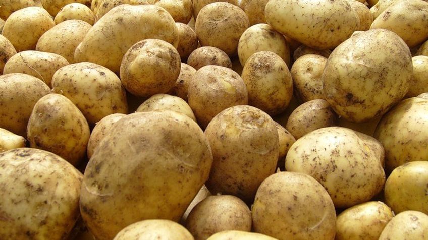 «Политическая» картошка