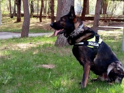 Служебный пес Рокис – и наркотики найдет, и потерянные ключи разыщет - В Висагинасе