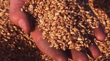 Грузия ожидает пшеницу из Литвы