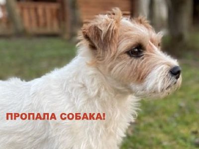 Пропала собака! - Находки-пропажи