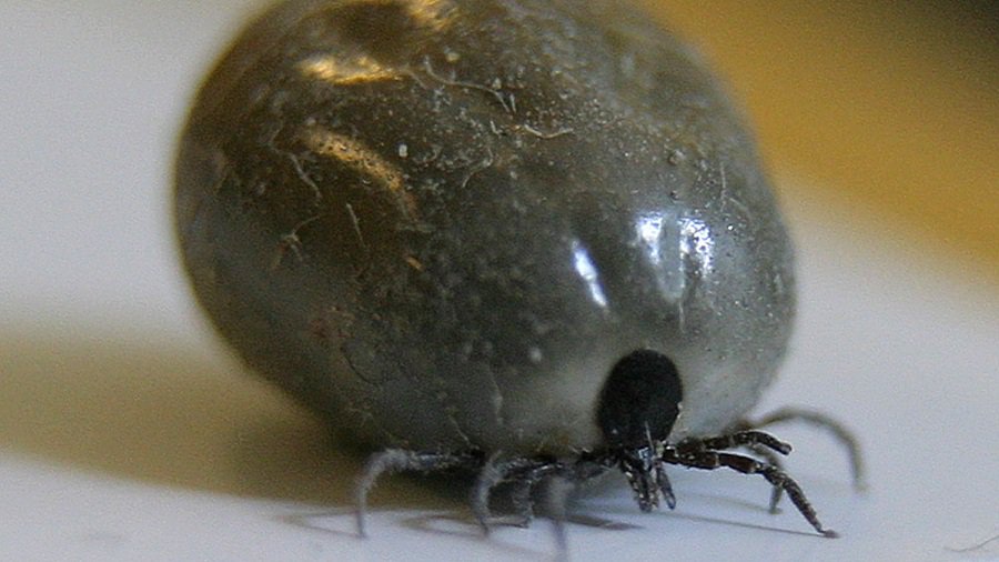 НЦОЗ: в июне зафиксировано 59 случаев клещевого энцефалита и 288 случаев болезни Лайма - Наука и здоровье