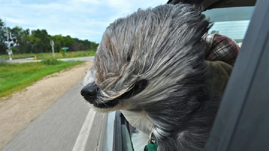 Когда улыбка до хвоста: финалисты фотоконкурса Comedy Pet Photography Awards - Хобби, отдых и развлечения