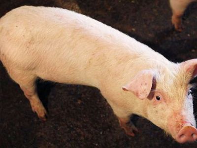 В Белоруссии растет число очагов заражения африканской чумой свиней - В Мире