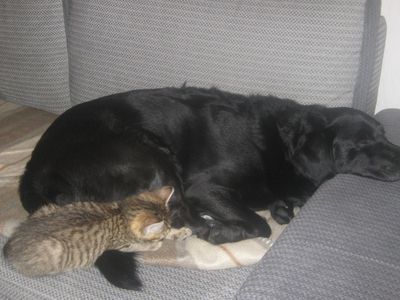 Участник №24 конкурса «Мой домашний любимец» - Конкурсы для читателей