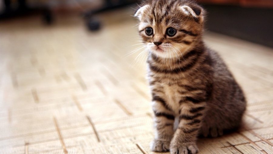 Акция по сбору кормов и средств для приюта «Padėk man» - В Висагинасе