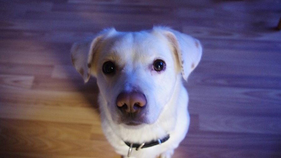 Участник № 62 конкурса «Мой домашний любимец» - Конкурсы для читателей