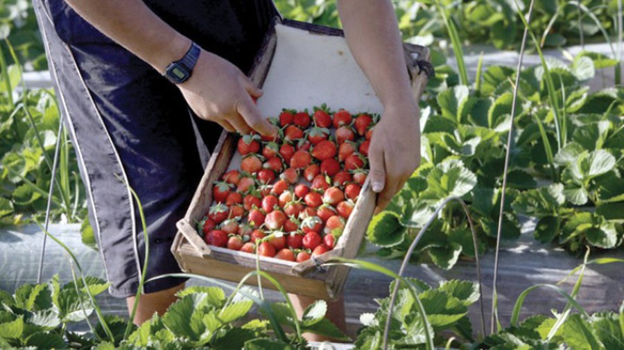 Мальчишки и девчонки, а также их родители и работодатели! - В Висагинасе