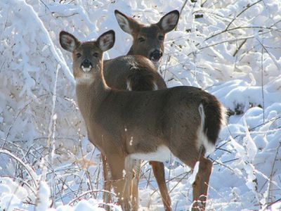 Осторожно: косули!                                            - Происшествия и криминал