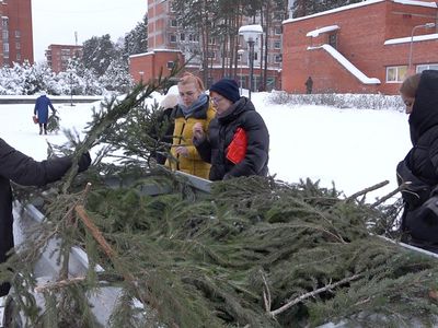 18 декабря в Висагинасе состоится акция бесплатной раздачи елочных веток - В Висагинасе