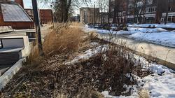 Скоро ли появятся цветы на клумбах и газонах?