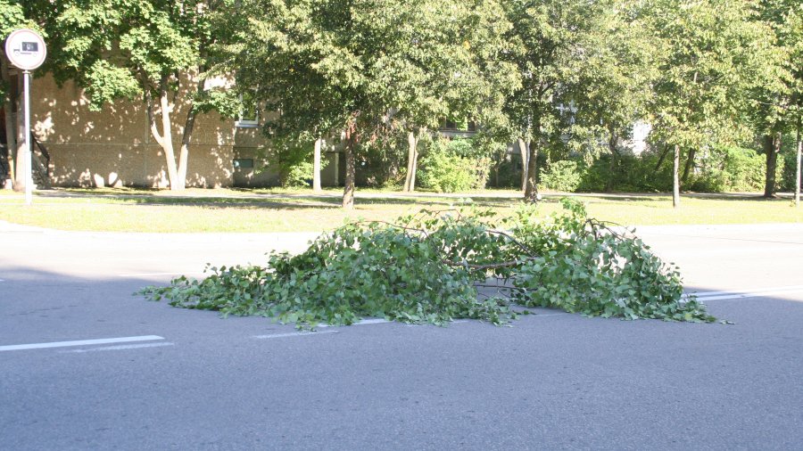 Кадр дня: ветка на дороге - В Висагинасе
