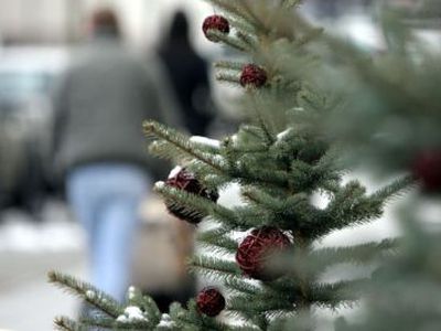 Nemokamos eglių šakos – kalėdinė dovana šalies gyventojams  - Lietuva ir Baltijos šalys