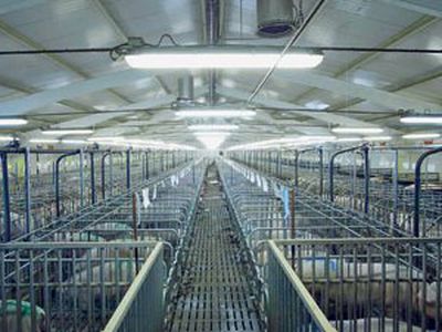 Литовские экологи протестуют против датских свинарников - Литва и страны Балтии