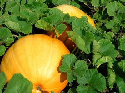 Кожура тыквы – замена антибиотикам - Наука и здоровье