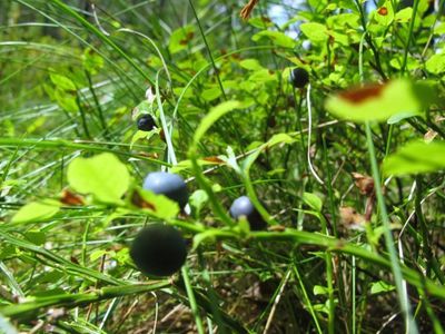 Природоохранники проверяли людей, собирающих ягоды - Литва и страны Балтии