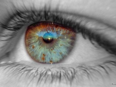 Человеческий глаз можно вырастить в лаборатории - Наука и здоровье
