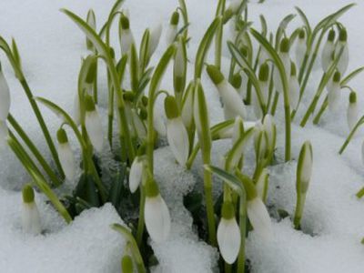 Šią savaitę pakvips pavasariu - Lietuva ir Baltijos šalys