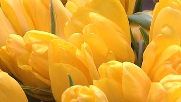 Желтые тюльпаны, желтые тюльпаны... в день 8-го марта!                                                                                                