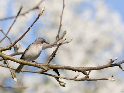 Laukiama permainingų orų - Lietuva ir Baltijos šalys