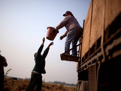 Эмигранты работают на британских фермах в нечеловеческих условиях - В Мире