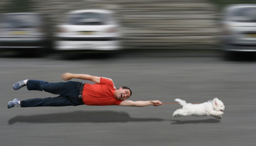 В Литве запретили держать в квартирах собак опасных пород - Литва и страны Балтии