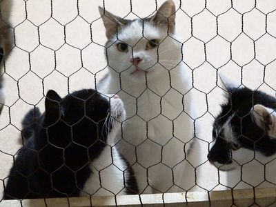 3 октября будет проходить акция по сбору продуктов для приюта бездомных животных (Padėk man) - Реклама