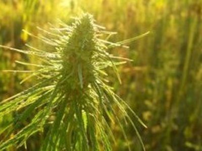 В США сторонники выращивания конопли высадили ее перед окнами наркоконтроля - Хобби, отдых и развлечения