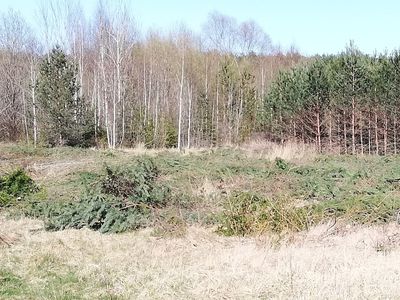 Вы спрашивали. Почему вырубаются заросли на пустыре по ул. Энергетику? - В Висагинасе