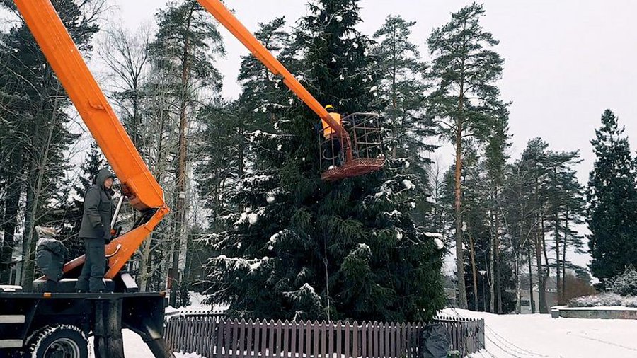 Елка будет натуральной! Может, кто-то из жителей захочет ее подарить городу? - В Висагинасе