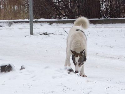 Кот был растерзан собаками при полном бездействии их хозяина. Очевидцы шокированы (видео) - В Висагинасе