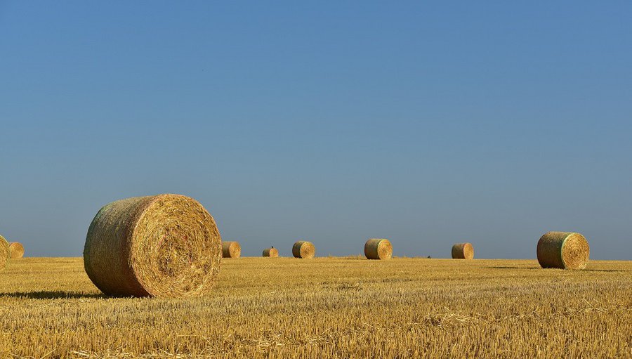Началась всеобщая сельскохозяйственная перепись - Экономика и бизнес