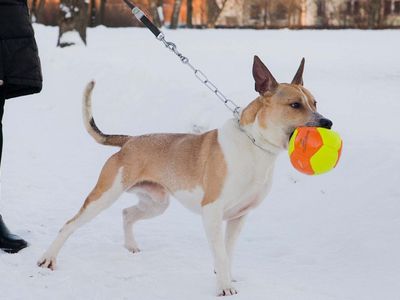 Собаки опасных пород в Висагинасе не зарегистрированы. А есть ли они на самом деле? - В Висагинасе