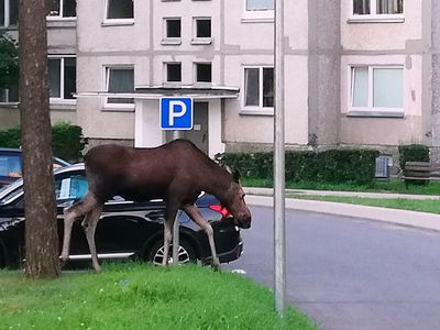 Кадр дня. Любопытный лось - В Висагинасе