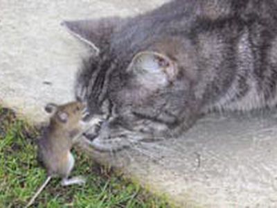 Мышонок оставил кота в дураках - Хобби, отдых и развлечения