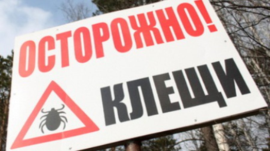 В Латвии активизировались клещи - Наука и здоровье