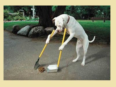 О людях и собаках. Будут ли выявлять нарушителей правил выгула животных? - В Висагинасе