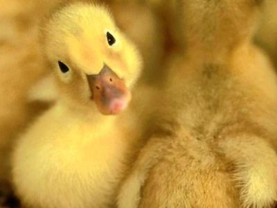 Литовцы скупили латвийские птицефабрики - Литва и страны Балтии