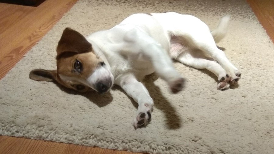 Участник № 46 конкурса «Мой домашний любимец» - Конкурсы для читателей