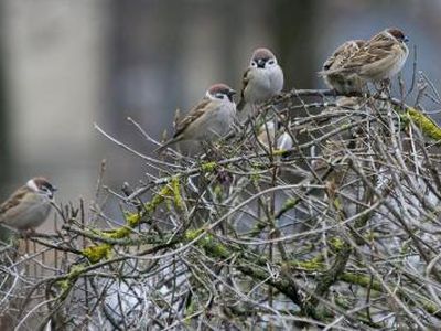 Savaitgalis bus vėsus ir drėgnas - Lietuva ir Baltijos šalys
